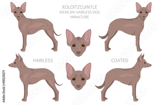 Xoloitzcuintle, Mexican hairless dog miniature clipart. Different poses, coat colors set