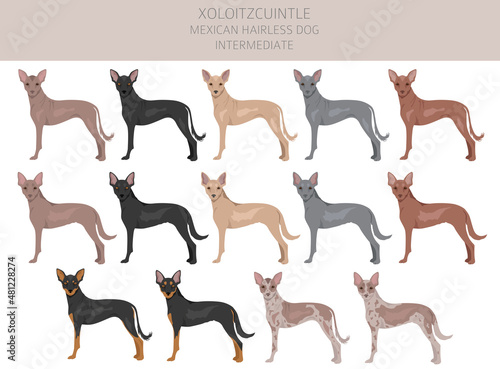 Xoloitzcuintle, Mexican hairless dog intermediate clipart. Different poses, coat colors set