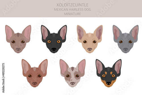 Xoloitzcuintle, Mexican hairless dog miniature clipart. Different poses, coat colors set