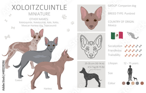 Xoloitzcuintle, Mexican hairless dog miniature clipart. Different poses, coat colors set