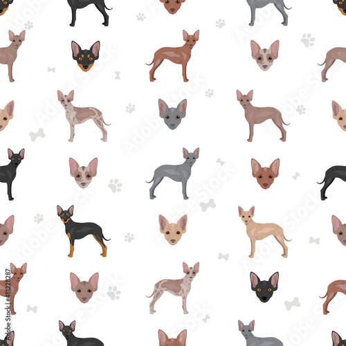Xoloitzcuintle, Mexican hairless dog miniature seamless pattern. Different poses, coat colors set