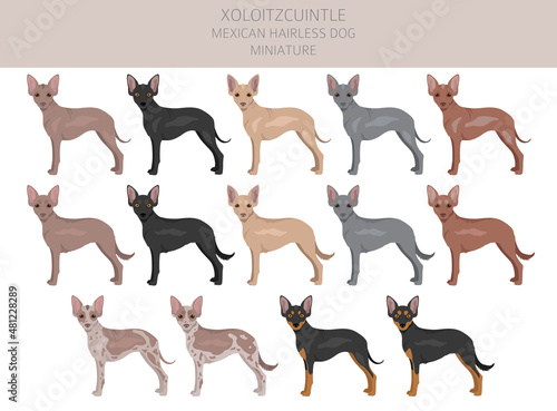 Xoloitzcuintle, Mexican hairless dog miniature clipart. Different poses, coat colors set