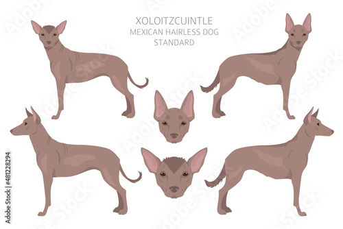 Xoloitzcuintle, Mexican hairless dog standard clipart. Different poses, coat colors set
