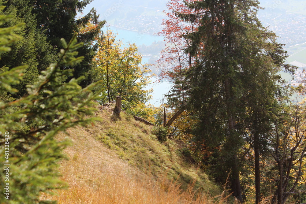 Obraz premium Woods, Mountains, Snow, Grass, Plants, Trees, Pine Trees, Church, Trails