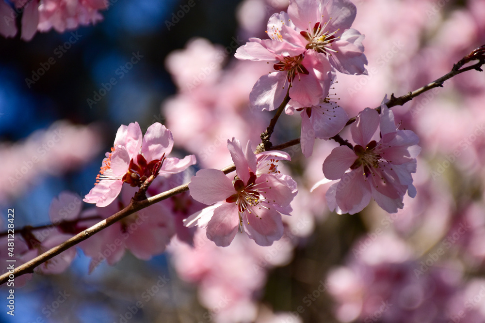 Obraz premium cherry blossom