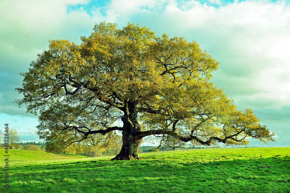 Fototapeta premium landscape with oak tree and sky.