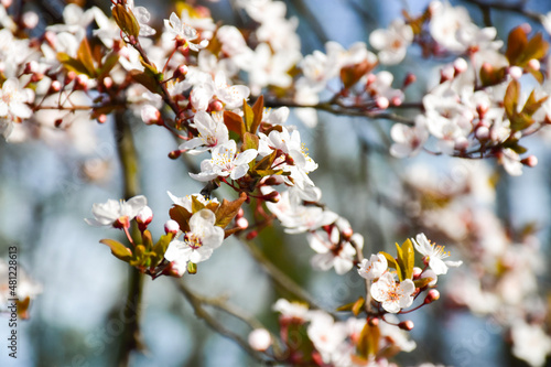 blossom in spring