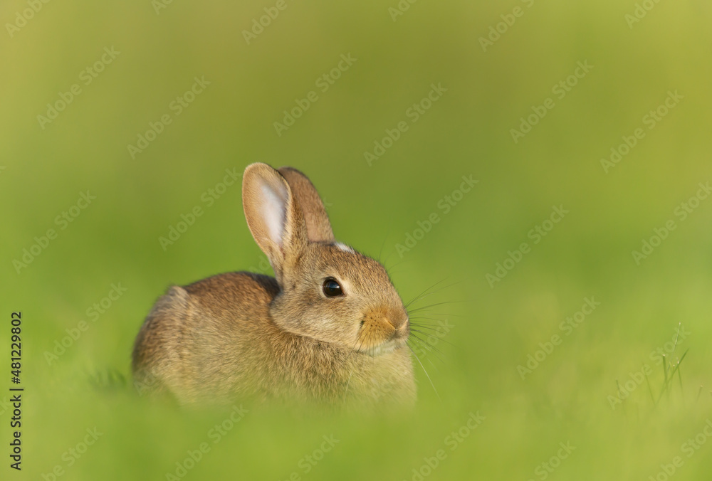 Close up of a cute little rabbit sitting in green grass Close up of a cute little rabbit sitting in green grass