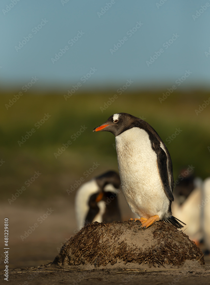 Naklejka premium Gentoo penguin standing on a rock