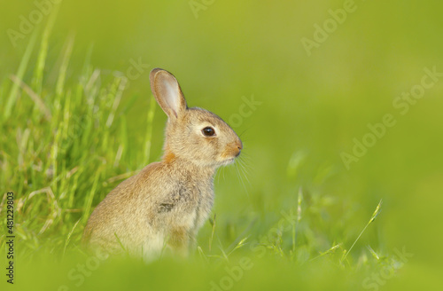 Close up of a cute little rabbit sitting in green grass © giedriius