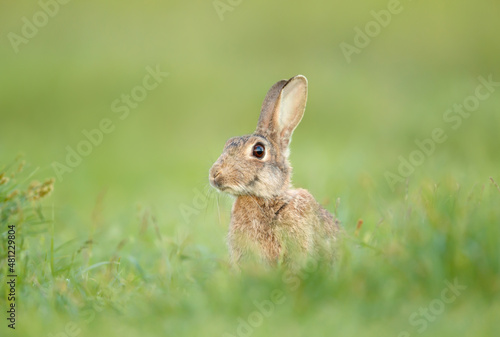 Close up of a cute rabbit sitting in green grass