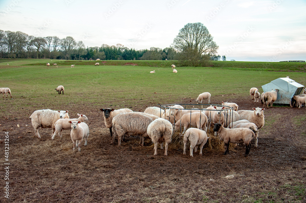 Sheep grazing in the winter field.