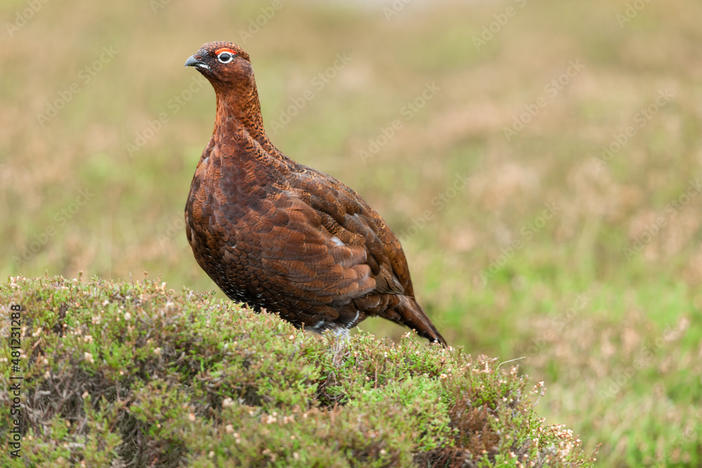 Red Grouse, Scientific name: Lagopus lagopus. Adult red grouse male facing left in natural moorland habitat. Blurred, clean background. Copy space. Horizontal. Red Grouse, Scientific name: Lagopus lagopus. Adult red grouse male facing left in natural moorland habitat. Blurred, clean background. Copy space. Horizontal.