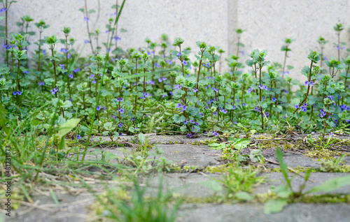 flowering ground ivy on a wall 