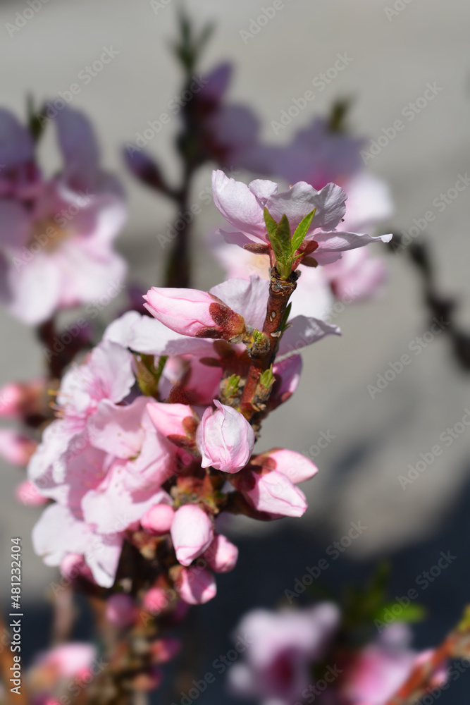 Obraz premium Peach tree