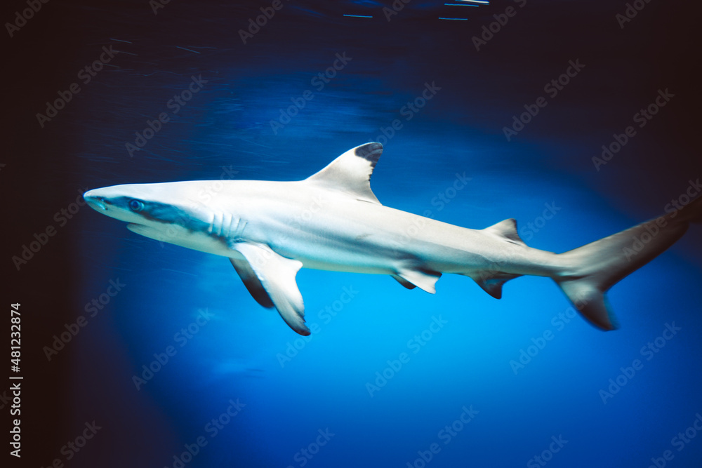 Carcharhinus melanopterus shark swimming underwater, blue background