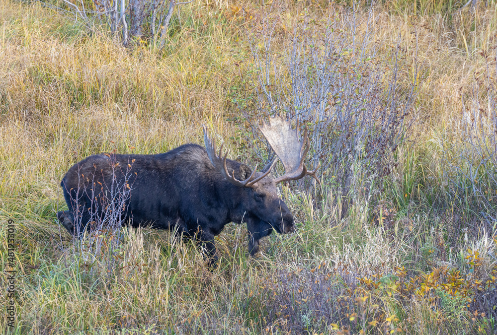 Bull Moose During the Rut in Wyoming in Autumn Bull Moose During the Rut in Wyoming in Autumn