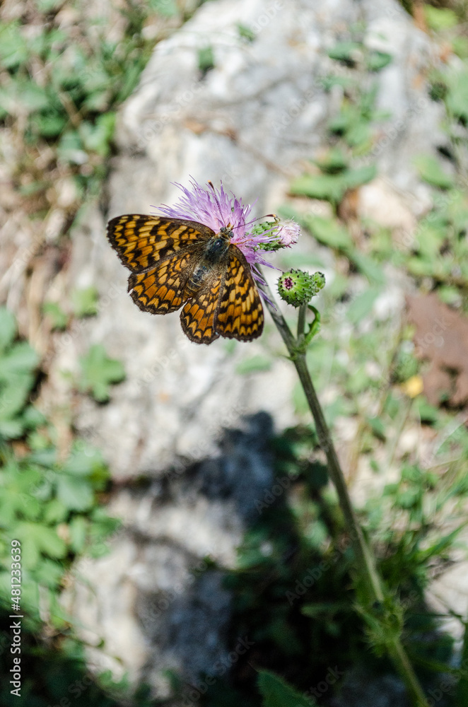 butterfly on flower butterfly on flower