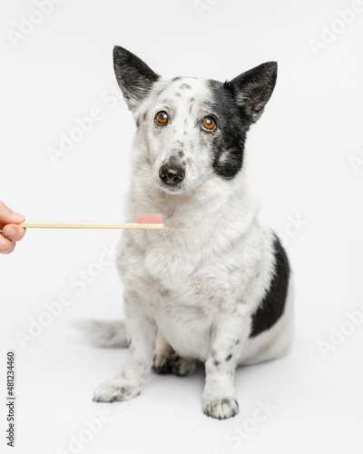 Cute small black and white dog is brushing teeth. © Snizhana