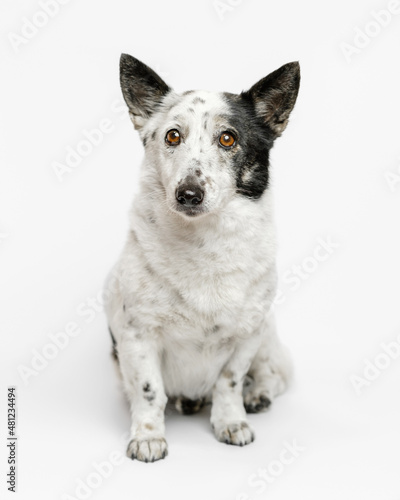 Portrait of a cute small black and white dog sitting on a white background.