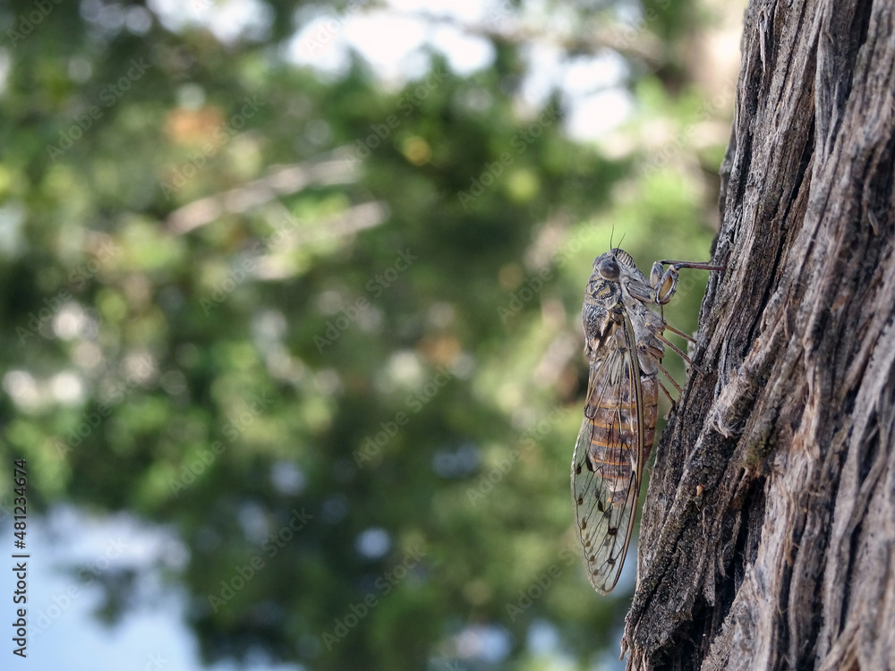 Close-up of a Cicada on a tree, south of France Close-up of a Cicada on a tree, south of France