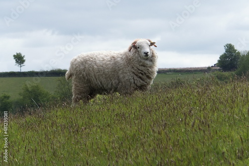 Sheep on Exmoor
