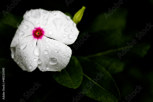 Macro of a white vinca flower with a red eye covered in raindrops on a dark background. 