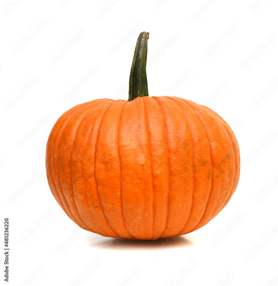 Obraz premium Big orange Pumpkin. on a white background. 