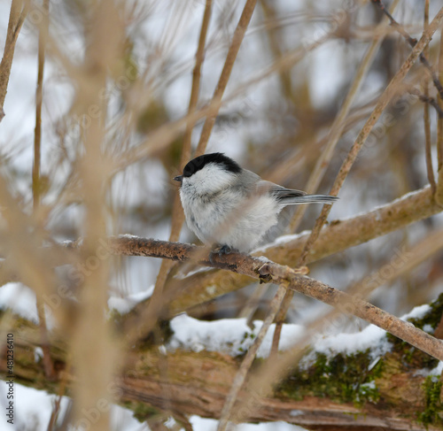 The endangered Willow tit Poecile montanus in the garden