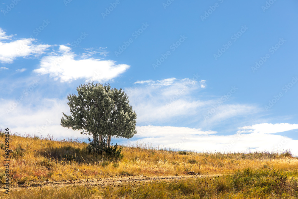 Lone Tree