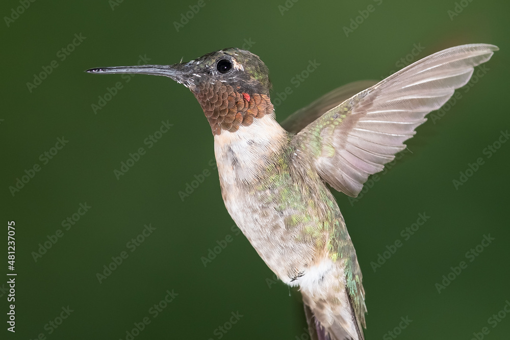 Fototapeta premium Ruby Throated Hummingbird Hovering in the Green Forest