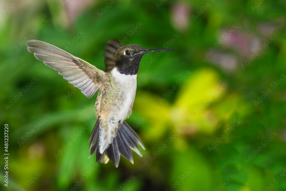 Obraz premium Black-Chinned Hummingbird Searching for Nectar in the Green Garden
