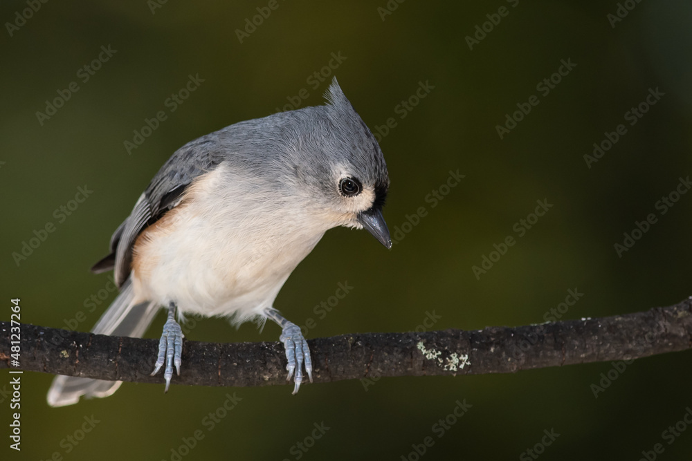 Tufted Titmouse Perched on a Slender Tree Branch