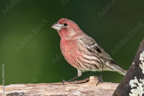 Curious House Finch Perched in a Tree