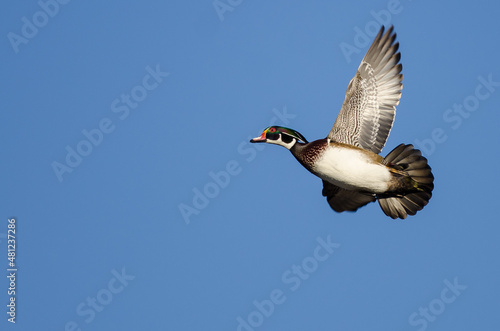 Photography Wood Duck Flying in a Blue Sky