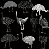 ten ostrich sketches isolated on black
