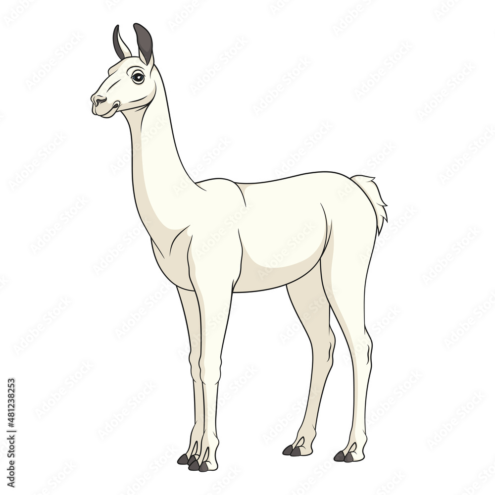 Fototapeta premium Color illustration with shorn white llama, alpaca. Isolated vector object on a white background.