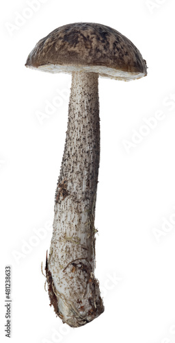 isolated on white black birch bolete