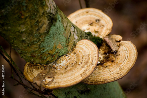 Trunk of tree with honey fungus.