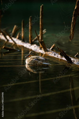 Ente im Crestasee