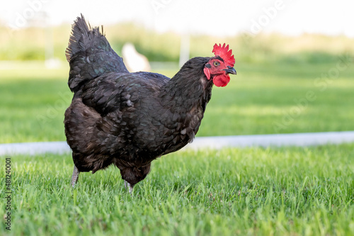 An adult (Australorp) hen chicken on a farm foraging for food.