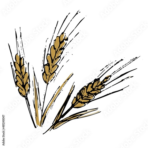 Three golden spikelets with a black outline. Hand-drawn color vector illustration isolated on transparent background
