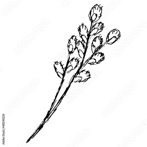 Flowering stalk of the willow with catkins. Hand-drawn black and white vector sketch isolated on transparent background