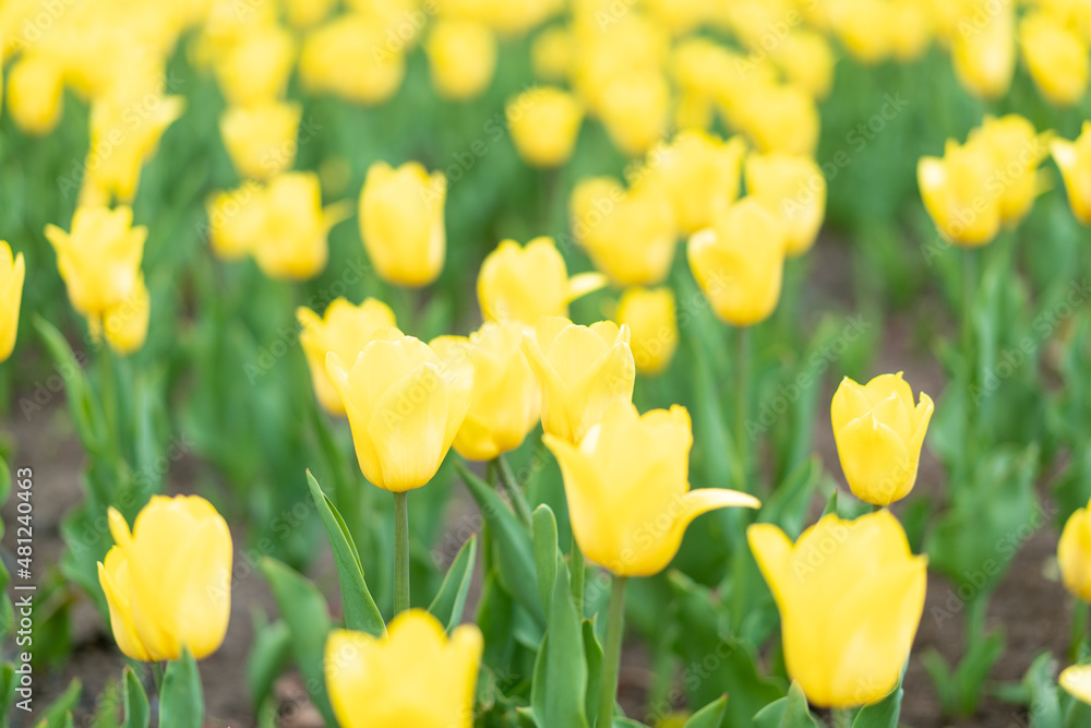 Yellow tulip flowers background outdoor Yellow tulip flowers background outdoor