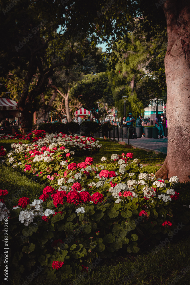 Kennedy Park in Lima, Peru. known for the cats that live there. cats of