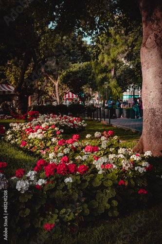Kennedy Park in Lima, Peru. known for the cats that live there. cats of the kennedy park of lima, artistic park of suarmerica. latin park. plazas. Popular square of Lima. park cats.