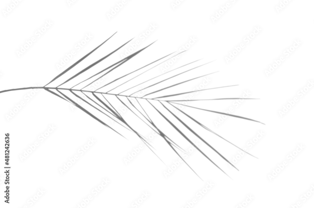 Fototapeta premium Palm leaf shadow overlay.
