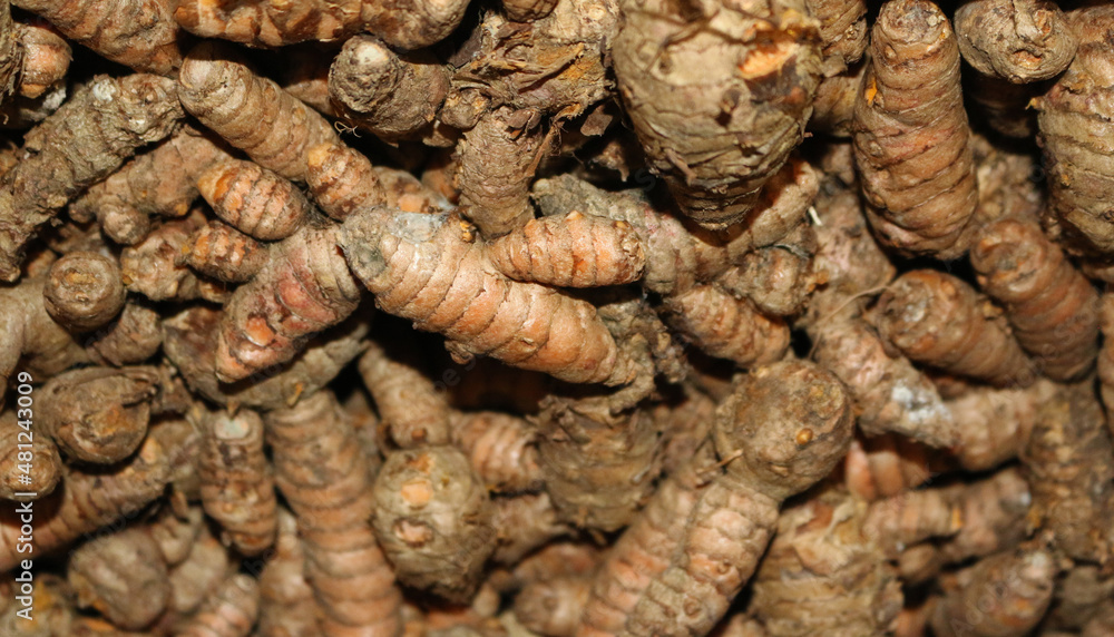 ginger root ginger root