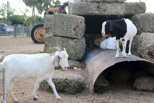 Canvas Print Goats
