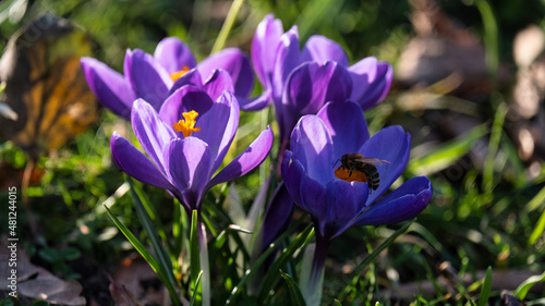 Purple crocus flower in green field